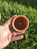 Scapeshop.com.au Hardscaping Bare Terracotta Urn Small