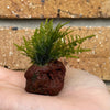 Load image into Gallery viewer, Scapeshop.com.au Miniature Moss Rocks - Christmas Tree Moss