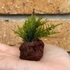 Pisces Enterprises Rock Creation Miniature Moss Rocks - Christmas Tree Moss