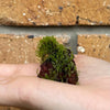 Scapeshop.com.au Miniature Moss Rocks - Flame Moss