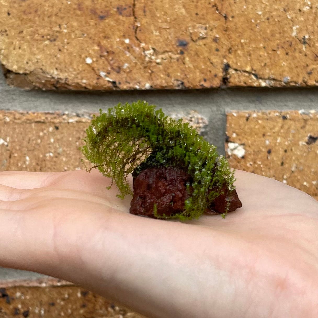 Scapeshop.com.au Miniature Moss Rocks - Flame Moss