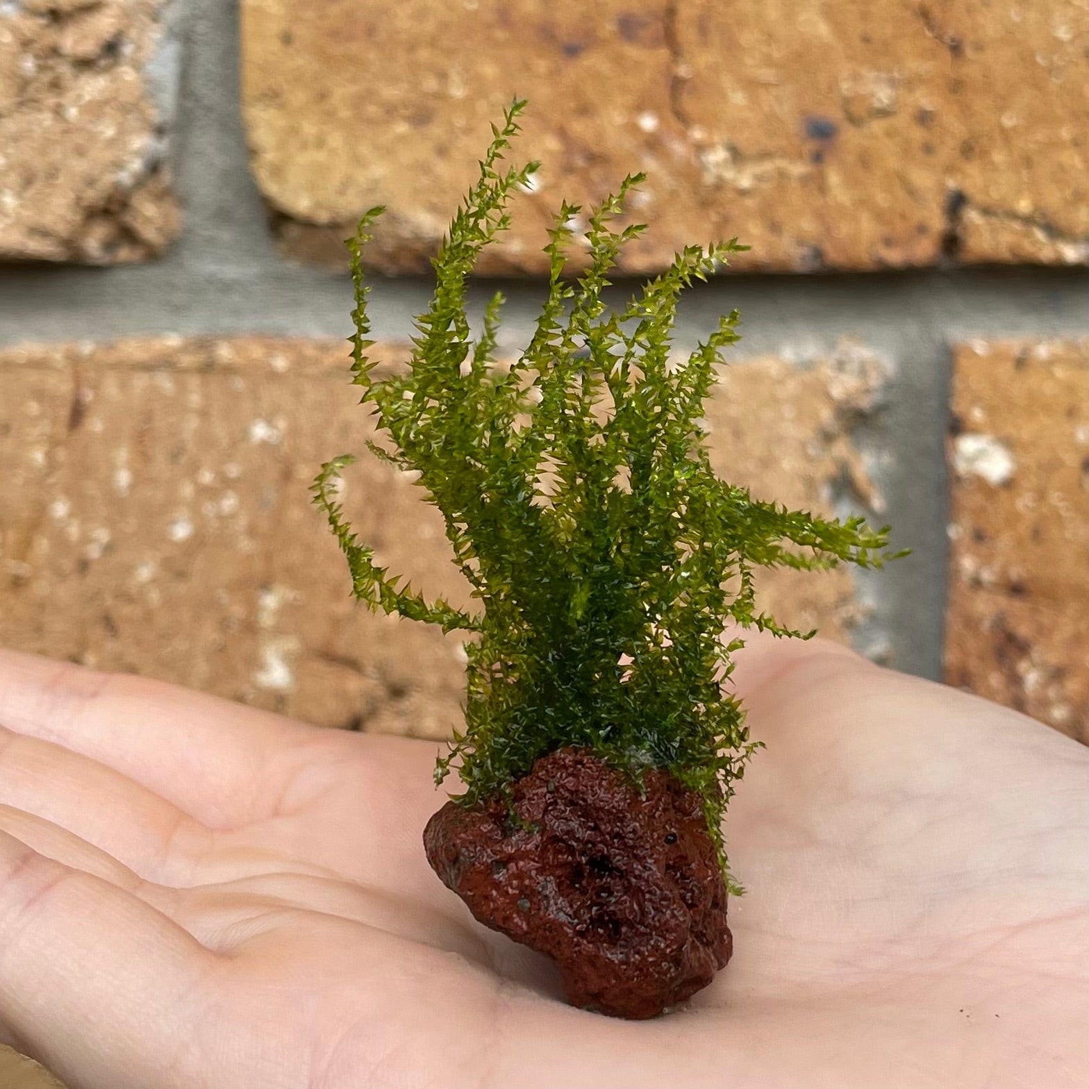 Scapeshop.com.au Miniature Moss Rocks - Zipper Moss