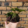 Scapeshop.com.au Rock Creation Double Assorted Anubias on Large Lava Rock Creation