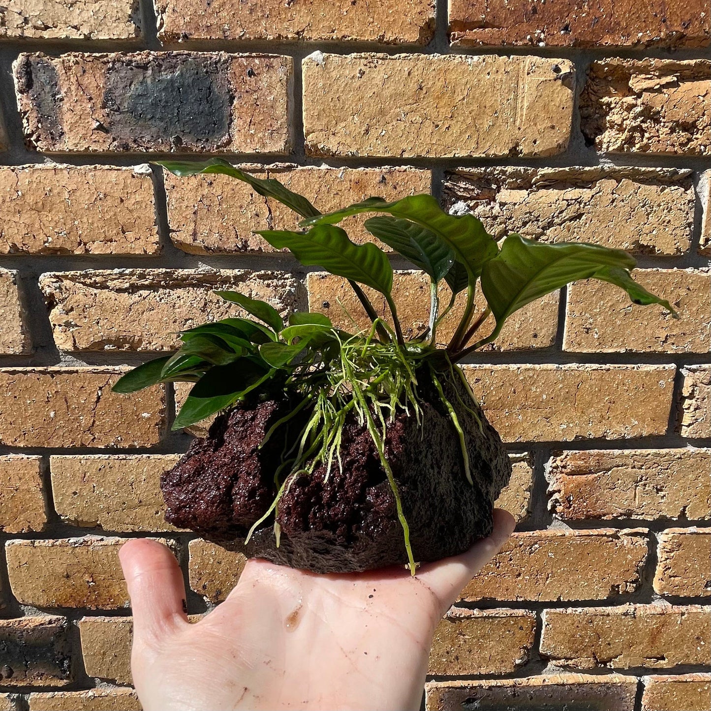 Scapeshop.com.au Rock Creation Double Assorted Anubias on Large Lava Rock Creation