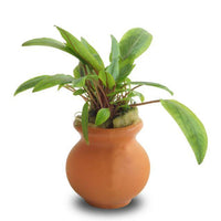 Scapeshop.com.au Terracotta Creation Assorted Cryptocoryne Vase Urn