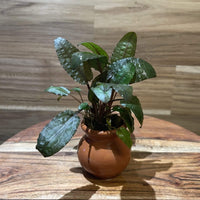 Scapeshop.com.au Terracotta Creation Assorted Cryptocoryne Vase Urn