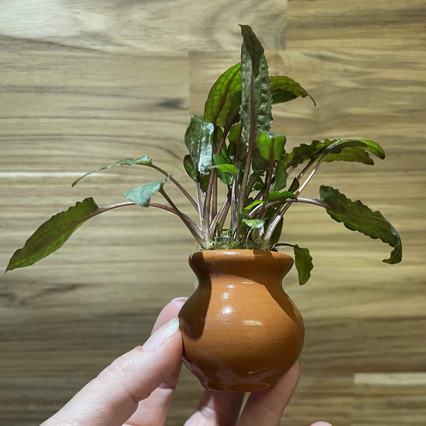 Scapeshop.com.au Terracotta Creation Assorted Cryptocoryne Vase Urn