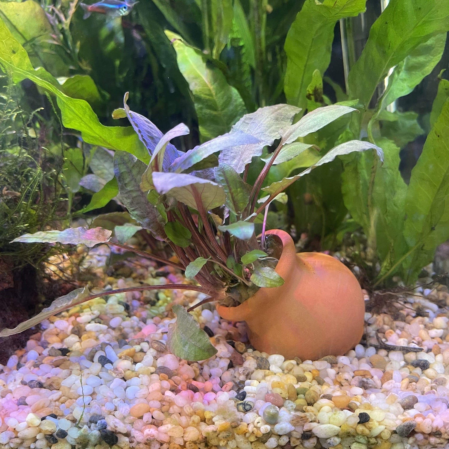 Scapeshop.com.au Terracotta Creation Assorted Cryptocoryne Vase Urn