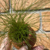 Scapeshop.com.au Terracotta Creation Dwarf Hairgrass Vase Urn