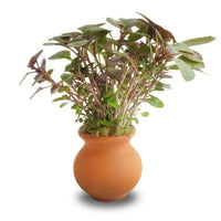 Scapeshop.com.au Terracotta Creation Lobelia Cardinalis Vase Urn
