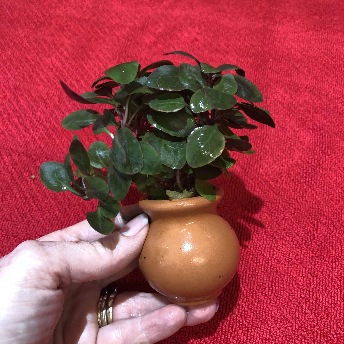 Scapeshop.com.au Terracotta Creation Lobelia Cardinalis Vase Urn