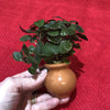 Load image into Gallery viewer, Scapeshop.com.au Terracotta Creation Lobelia Cardinalis Vase Urn